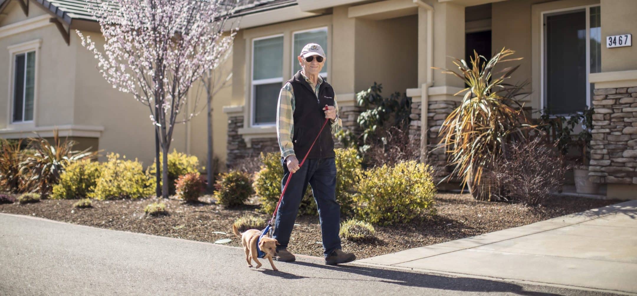 An older adult wearing sunglasses and a hat walks a small dog on a leash along the sidewalk in front of a suburban house with a blooming tree and landscaped yard.