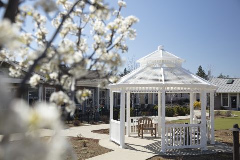 A white gazebo with benches sits in a garden area under a clear blue sky, with blooming tree branches in the foreground and buildings in the background.